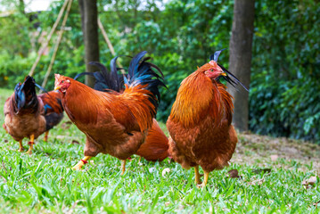 Close-up of big rooster free range in rural area
