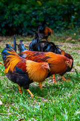 Close-up of big rooster free range in rural area