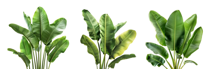 Fotobehang 3D Rendering Pack of a Banana Tree Leaves on Transparent Background - Ai Generated © Muhammad