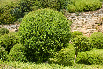 Buxus sempevirens, Buis,  Les jardins suspendus, chateau de Marqueyssac, 24, Dordogne, France