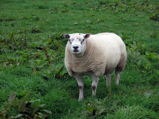 Obraz premium Sheep in a grass field - Montrose - Scotland - UK