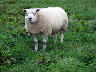 Sheep in a grass field - Montrose - Scotland - UK