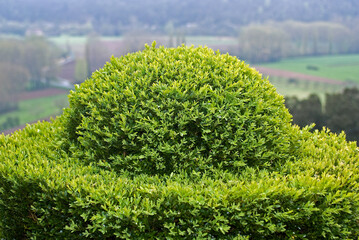 Buxus sempevirens, Buis,  Les jardins suspendus, chateau de Marqueyssac, 24, Dordogne, France