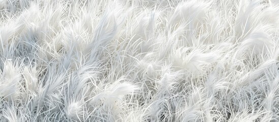 White grass texture background
