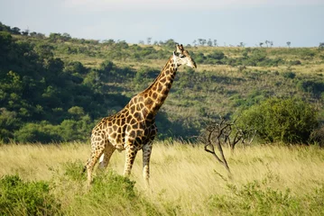 Crédence de cuisine en verre imprimé Doodle giraffe in the savannah