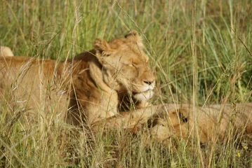 Fototapeten lion in the grass © Trang