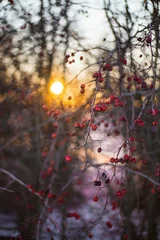 Fototapeten sunset in the forest © Trang