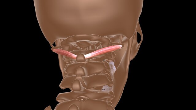 human female muscle anatomy for medical concept 3d rendering