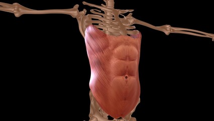 human female muscle anatomy for medical concept 3d rendering