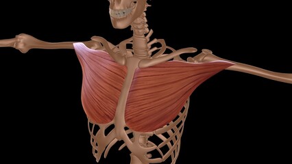 human female muscle anatomy for medical concept 3d rendering