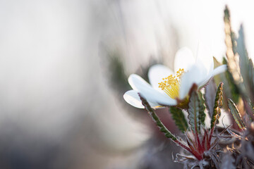 CAMEDRIO ALPINO Dryas octopetala