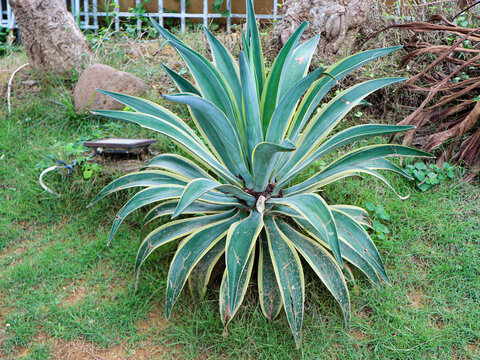 portrait of agave lurida plants in a garden in the morning