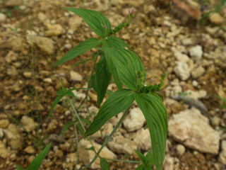 close-up of wormbush or Spigelia anthelmia plants growing in soil full of rocks