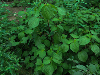 portrait of a group of ayam woodnettle or Laportea interrupta plants