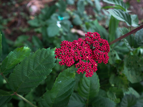 Mali-mali Puchok Merah or leea rubra plant with round and red flowers which will later develop into fruit