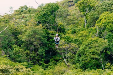 Canopy in the forest