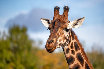 Front on view of a Rothschild giraffe, Giraffa camelopardalis camelopardalis, against green foliage and blue sky background. Space for text. - 759839926
