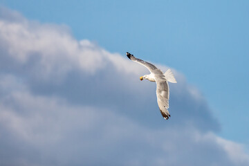 Herring gull, Larus argentatus, in flight having gathered a shell from the beach. Magdalen Islands, Canada. Soft summer sky background. - 759839984