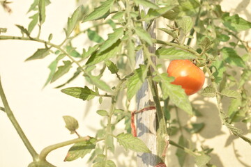 Home grown red tomatoes 