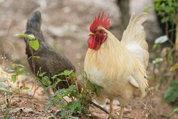 chicken rooster in the farm at countryside.