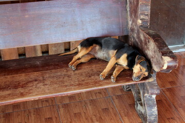 schlafender Hund auf einer bank - obrazy, fototapety, plakaty
