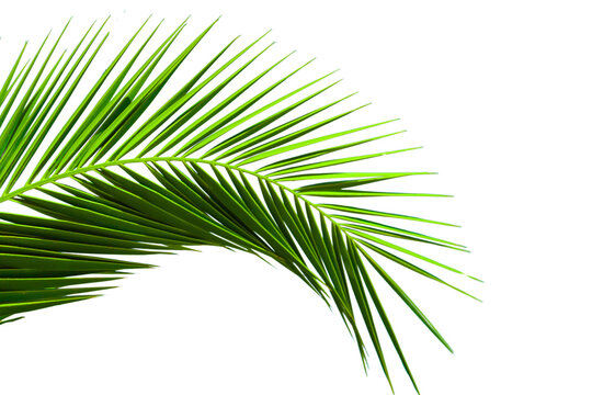 Natural palm branch isolated on transparent background. Tropical green palm leaf cut out for summer design elements. PNG file