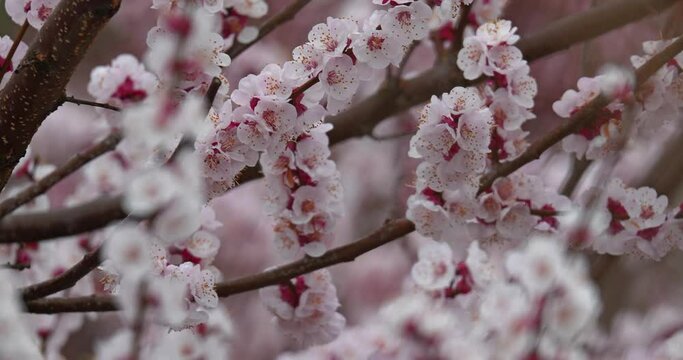 Sakura cherry blossoms in spring, in the rain