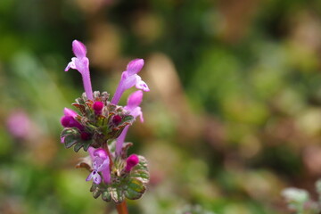 日本の春に咲く植物で河川敷に咲いていたホトケノザ