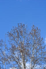 London plane branches with seeds and buds