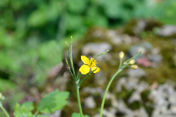 Greater celandine flowers