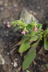 Red lungwort flowers