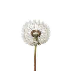 Dandelion Blooming on White Background. Transparent PNG Background