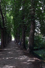 Allee, Baumallee, Eiche, Weg, Park, Wandern, Laubbaum