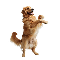 Brown Dog Standing on Hind Legs. Transparent PNG Background