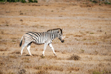 Fototapeta na wymiar Burchell's zebra (Equus quagga burchellii) in Addo Elephant National Park, Gqeberha, South Africa 