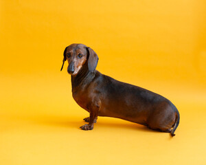 Selective focus horizontal view of senior smooth-haired brown dachshund staring intently while sitting in profile on orange seamless background