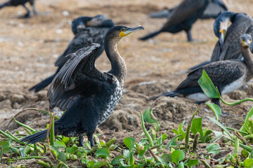 Fototapeta premium cormorant in the wild