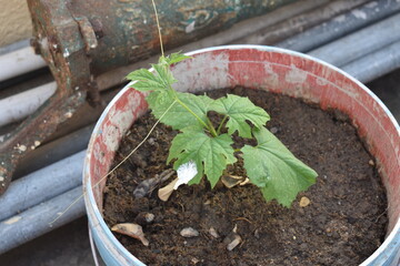 Bitter Gourd plant growing in a grow bag