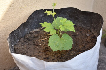 Bitter Gourd plant growing in a grow bag
