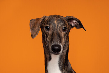 Brindle Greyhound Cross Breed Dog Studio Portrait Orange Background