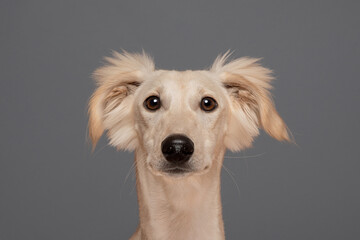 Saluki Cross Breed Dog Fuffy Ears Studio Portrait Grey Background 