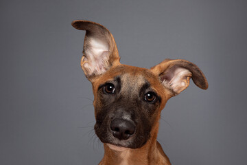 Lurcher Cross Breed Dog Big Ears Studio Portrait Grey Background 