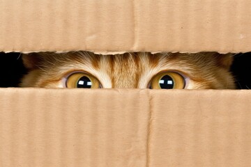 A curious ginger tabby cat looks out of the box he is sitting in