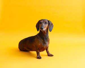Selective focus horizontal view of senior smooth-haired tan-brown dachshund staring intently while...