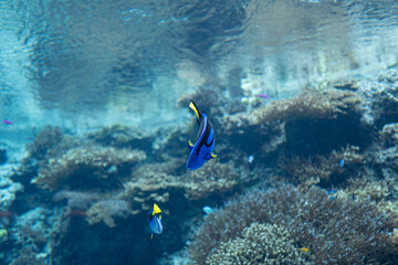 水槽で泳ぐ熱帯魚