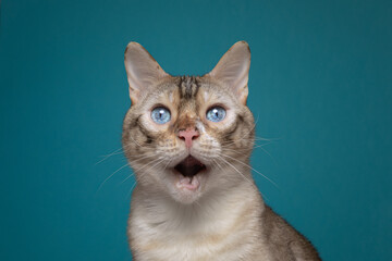 Snow Bengal Cat Blue Colour Background Studio Headshot Surprise