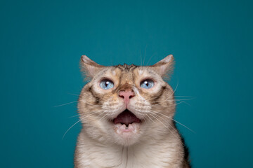 Snow Bengal Cat Blue Colour Background Studio Headshot Angry