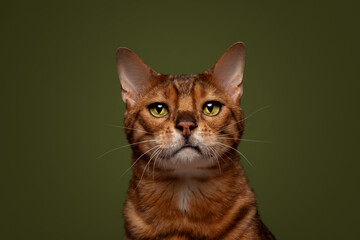 Ginger Bengal Cat Green Colour Background Studio Headshot