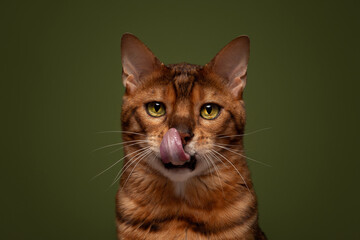Ginger Bengal Cat Licking Tongue Green Colour Background Studio Headshot