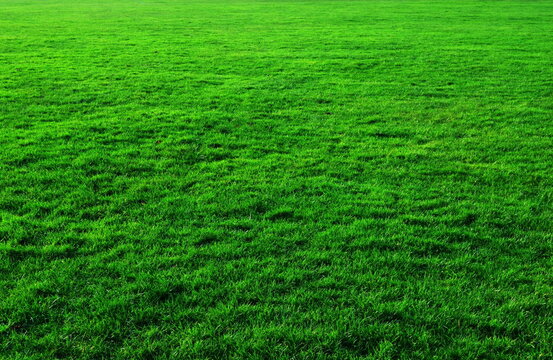 Green grass texture. green grass background 